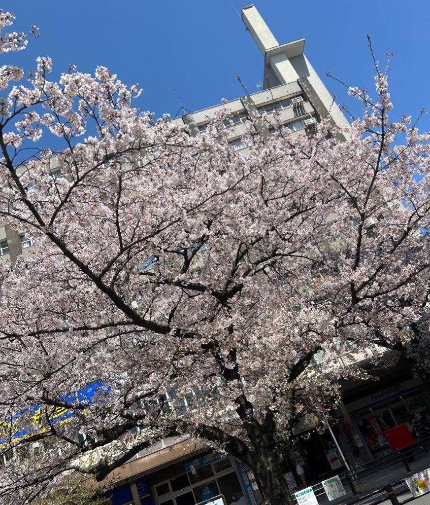 桜